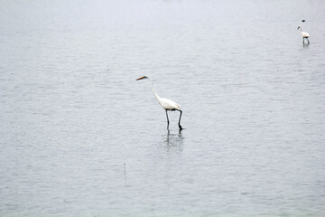 White Indian Crane in Water