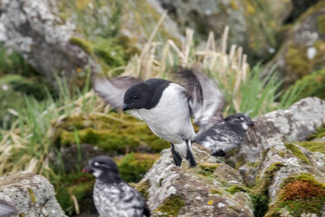 Dovekie (Alle alle) and Least Auklets (Aethia pusilla) at least auklet colony, St. George Island, Alaska, USA