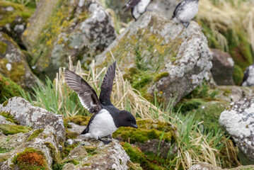 Dovekie (Alle alle) and Least Auklets (Aethia pusilla) at least auklet colony, St. George Island, Alaska, USA