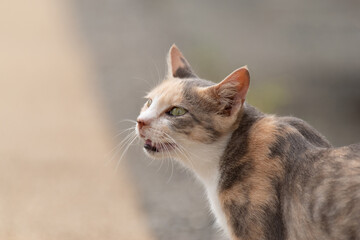 淡い色の三毛猫