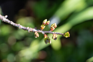 Leaves buds on a branch during spring