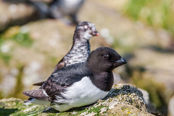 Dovekie (Alle alle) and Least Auklets (Aethia pusilla) at least auklet colony, St. George Island, Alaska, USA