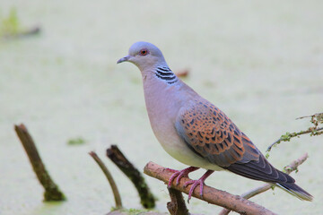 European turtle dove. Adult bird. Streptopelia turtur