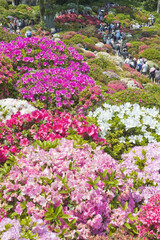 根津神社つつじヶ岡の上段からの眺め