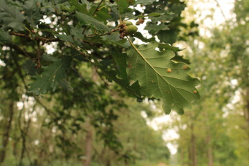 Closeup of acorn oak on a tree
