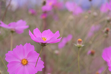 秋の花　コスモス