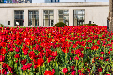 red tulips in the city