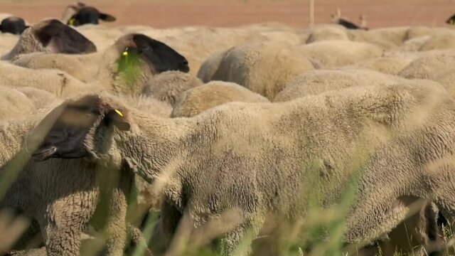Racka sheep graze on a meadow in Hungary.