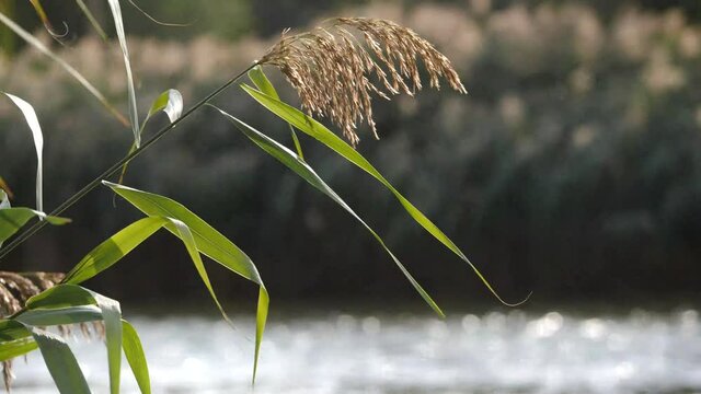 Pleasant autumn sunless reeds on the shore of a lake in the wind in Hungary.