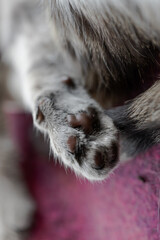 grey kitten's paw , cat's paw pads
