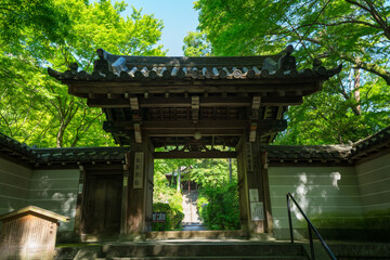 京都　泉涌寺の塔頭寺院　来迎院の新緑