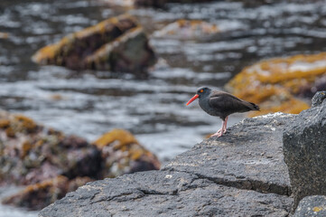 Black Oystercatcher (Haematopus bachmani) at Chowiet Island, Semidi Islands, Alaska, USA