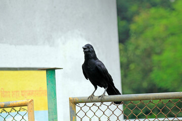 Super Black Crow chirping sitting on a fence