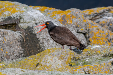 Black Oystercatcher (Haematopus bachmani) at Chowiet Island, Semidi Islands, Alaska, USA