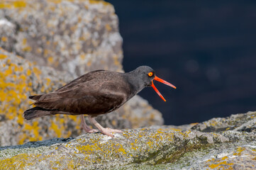 Black Oystercatcher (Haematopus bachmani) at Chowiet Island, Semidi Islands, Alaska, USA