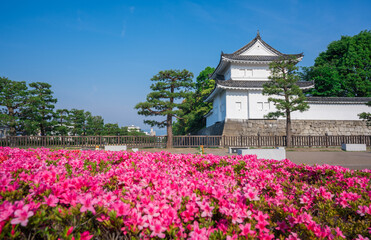 京都　二条城の東南隅櫓とサツキの花