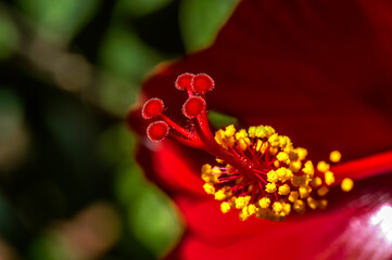 Chinese Hibiscus (Hibiscus rosa-sinensis) in garden, Los Angeles, California, USA