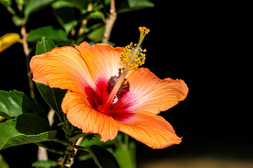 Chinese Hibiscus (Hibiscus rosa-sinensis) in garden, Los Angeles, California, USA