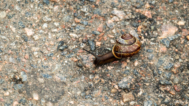 snail crawling on asphalt,macro photography, soft focus
