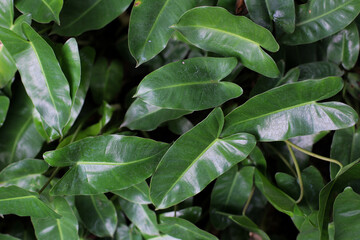 Philodendron leaves, heart shaped dark green leaves in tropical forest
