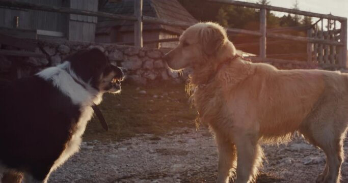 Dog border collie attack show teeth growl a golden retriever try mate
