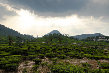 wayanad meen mutti coffee plantation and Beautiful Nature Scenery of Wayanad,kerala