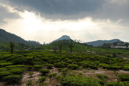 wayanad meen mutti coffee plantation and Beautiful Nature Scenery of Wayanad,kerala