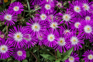 Starburst Ice Plant (Delosperma floribunda) in garden