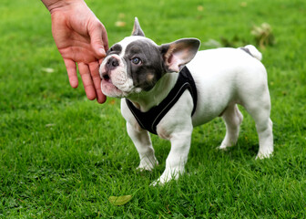 Puppy of White French Bulldog out for a walk  on the grass in Summer