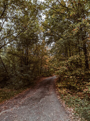 Fototapeta premium path in the forest