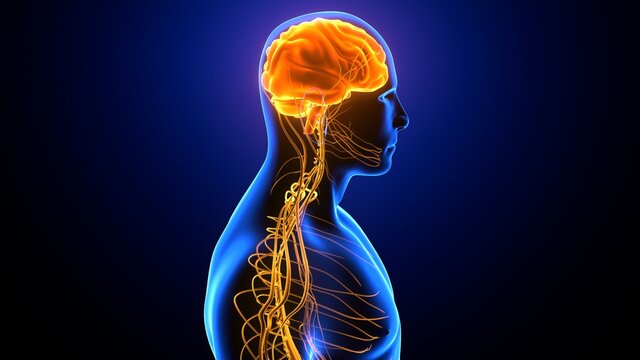 3d illustration of male human body skeleton with brain nerves system anatomy
