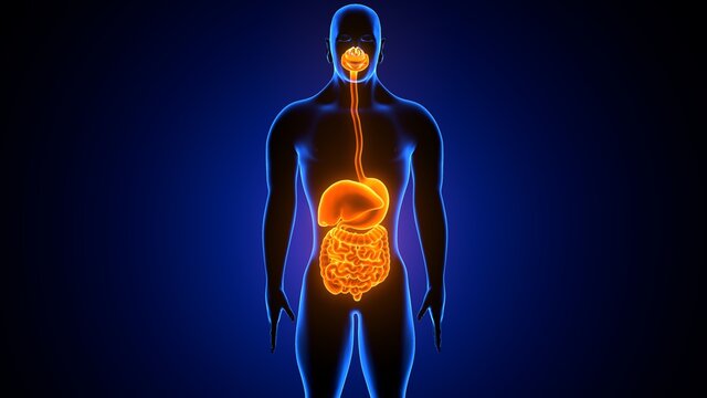 3d illustration of human digestive system anatomy
