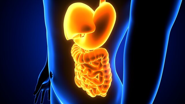 3d illustration of human digestive system anatomy