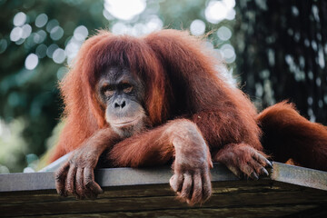 Naklejka premium Close up of an orangutan 