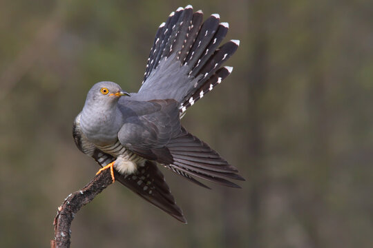 Common cuckoo displaying male, bird in spring Cuculus canorus.
