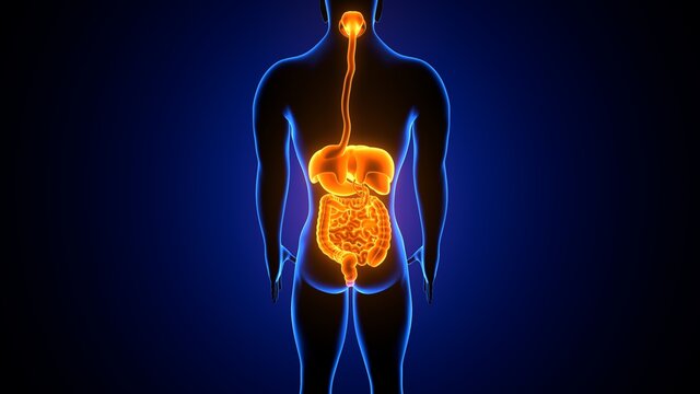 3d illustration of human digestive system anatomy