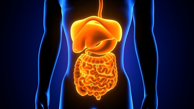 3d illustration of human digestive system anatomy