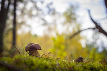 cep mushroom grows in moss forest