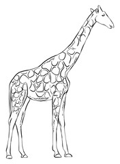 Hand drawn illustrations of a giraffe, detailed vector clip art isolated on white background.