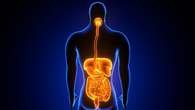 3d illustration of human digestive system anatomy