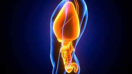 3d illustration of human digestive system anatomy
