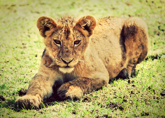 A small lion cub portrait. Tanzania, Africa
