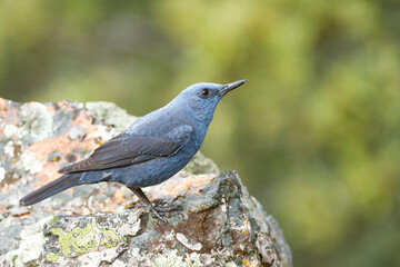 Blue rock thrush, Monticola solitarius, ave de color azul sobre la roca con fondo verde.