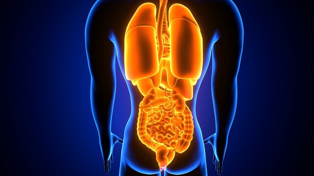 3d illustration of human digestive system anatomy