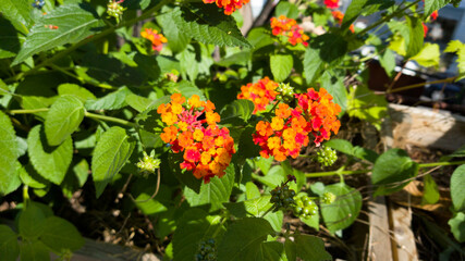 flowers in the warm sunlight