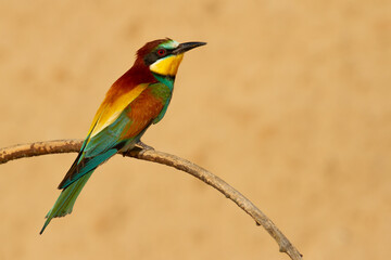 Abejaruco europeo o Abejaruco común (Merops apiaster), posado sobre la rama con fondo claro.