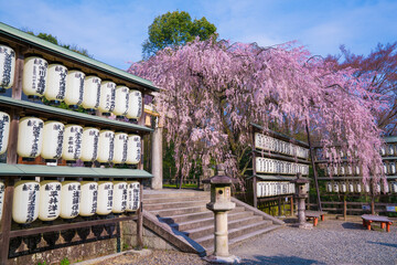 京都　大石神社の大石桜