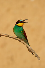 Abejaruco europeo (Merops apiaster), sobre la rama con fondo marrón en el parque nacional de Doñana (España).