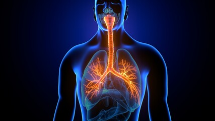 3d illustration of lungs human respiratory system anatomy 