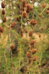 Closeup of pond pines

